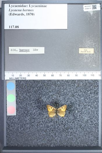 Media type: image;   Entomology 64110